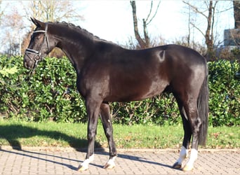 Hannoveriano, Caballo castrado, 3 años, 170 cm, Negro