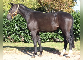 Hannoveriano, Caballo castrado, 3 años, 170 cm, Negro