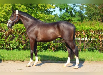 Hannoveriano, Caballo castrado, 3 años, 170 cm, Negro