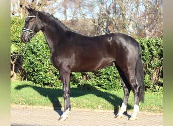 Hannoveriano, Caballo castrado, 3 años, 170 cm, Negro