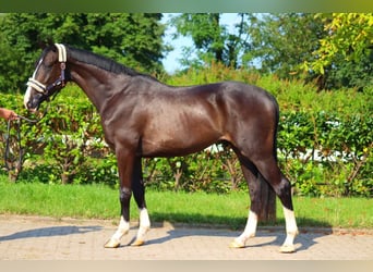 Hannoveriano, Caballo castrado, 3 años, 170 cm, Negro