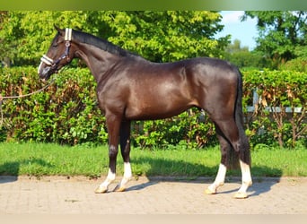 Hannoveriano, Caballo castrado, 3 años, 170 cm, Negro