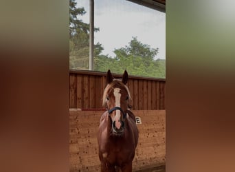 Hannoveriano, Caballo castrado, 3 años, 171 cm, Alazán