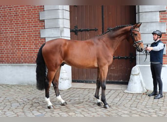 Hannoveriano, Caballo castrado, 3 años, 171 cm, Castaño