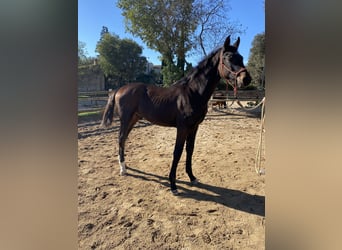 Hannoveriano, Caballo castrado, 3 años, 171 cm, Castaño oscuro