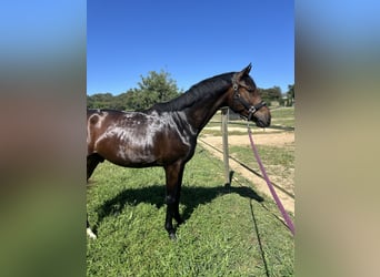Hannoveriano, Caballo castrado, 3 años, 171 cm, Castaño oscuro