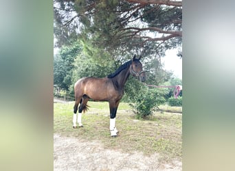 Hannoveriano, Caballo castrado, 3 años, 171 cm, Castaño oscuro