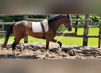 Hannoveriano, Caballo castrado, 3 años, 171 cm, Morcillo