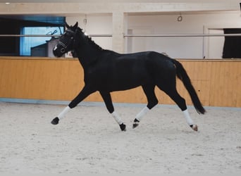 Hannoveriano, Caballo castrado, 3 años, 171 cm, Negro
