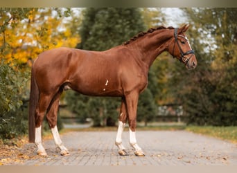 Hannoveriano, Caballo castrado, 3 años, 172 cm, Alazán