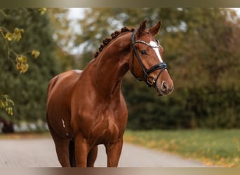 Hannoveriano, Caballo castrado, 3 años, 172 cm, Alazán