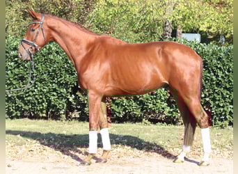 Hannoveriano, Caballo castrado, 3 años, 172 cm, Alazán