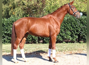 Hannoveriano, Caballo castrado, 3 años, 172 cm, Alazán