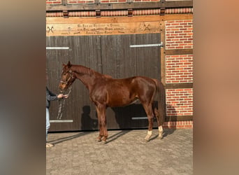 Hannoveriano, Caballo castrado, 3 años, 172 cm, Alazán-tostado