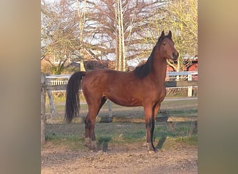 Hannoveriano, Caballo castrado, 3 años, 172 cm, Castaño
