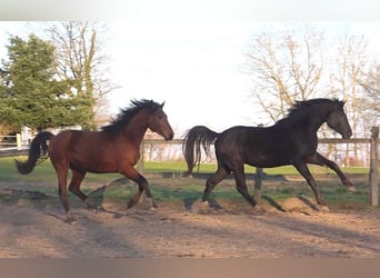 Hannoveriano, Caballo castrado, 3 años, 172 cm, Castaño