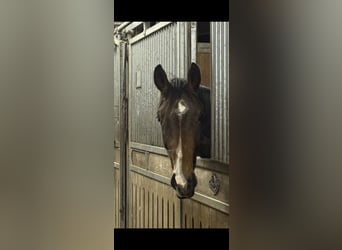 Hannoveriano, Caballo castrado, 3 años, 172 cm, Castaño