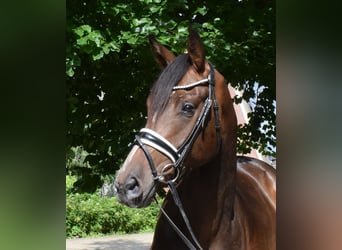 Hannoveriano, Caballo castrado, 3 años, 172 cm, Castaño