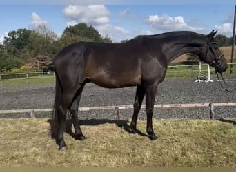 Hannoveriano, Caballo castrado, 3 años, 172 cm, Castaño oscuro