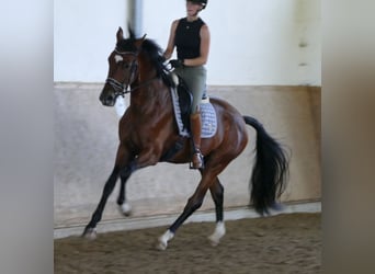 Hannoveriano, Caballo castrado, 3 años, 172 cm, Castaño oscuro