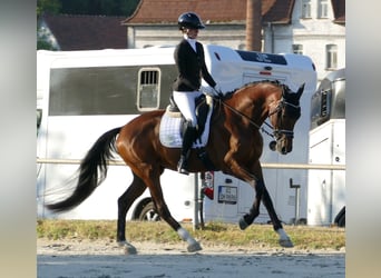 Hannoveriano, Caballo castrado, 3 años, 172 cm, Castaño oscuro