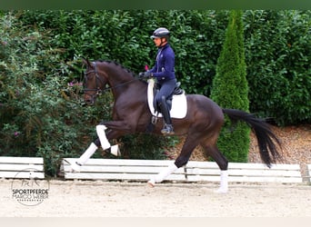 Hannoveriano, Caballo castrado, 3 años, 172 cm, Castaño oscuro