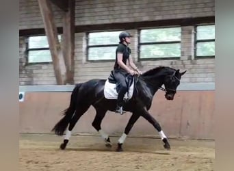 Hannoveriano, Caballo castrado, 3 años, 172 cm, Morcillo