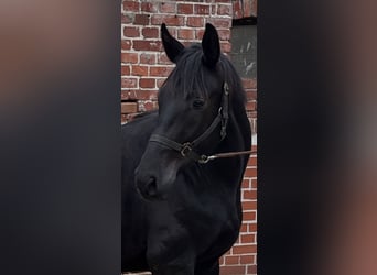 Hannoveriano, Caballo castrado, 3 años, 172 cm, Morcillo