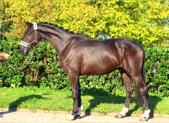 Hannoveriano, Caballo castrado, 3 años, 172 cm, Negro