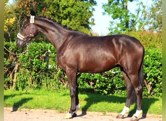 Hannoveriano, Caballo castrado, 3 años, 172 cm, Negro