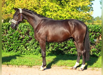 Hannoveriano, Caballo castrado, 3 años, 172 cm, Negro