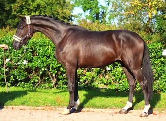 Hannoveriano, Caballo castrado, 3 años, 172 cm, Negro