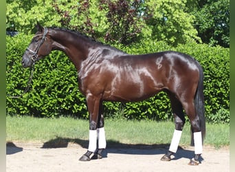 Hannoveriano, Caballo castrado, 3 años, 172 cm, Negro