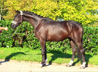 Hannoveriano, Caballo castrado, 3 años, 172 cm, Negro