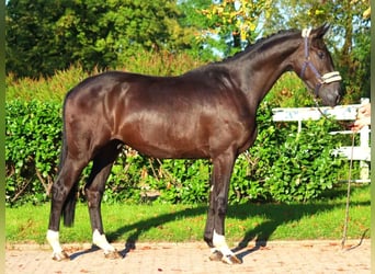 Hannoveriano, Caballo castrado, 3 años, 172 cm, Negro