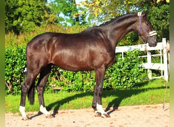 Hannoveriano, Caballo castrado, 3 años, 172 cm, Negro