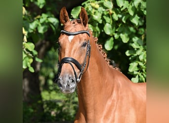 Hannoveriano, Caballo castrado, 3 años, 173 cm, Alazán