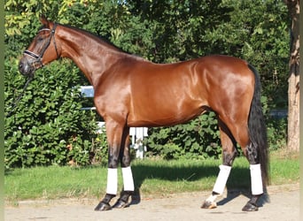 Hannoveriano, Caballo castrado, 3 años, 173 cm, Castaño