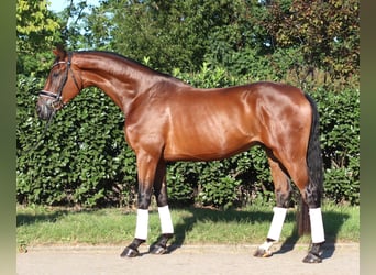 Hannoveriano, Caballo castrado, 3 años, 173 cm, Castaño