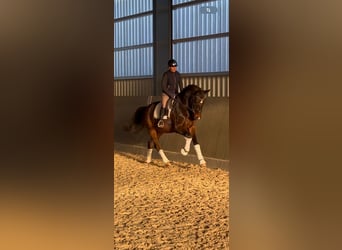 Hannoveriano, Caballo castrado, 3 años, 173 cm, Castaño oscuro