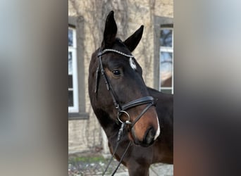 Hannoveriano, Caballo castrado, 3 años, 173 cm, Castaño oscuro