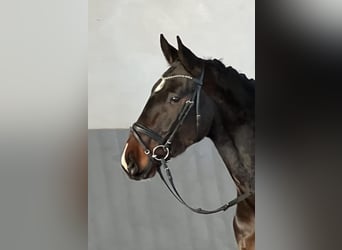 Hannoveriano, Caballo castrado, 3 años, 173 cm, Castaño oscuro