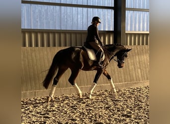 Hannoveriano, Caballo castrado, 3 años, 173 cm, Castaño oscuro