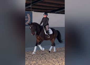 Hannoveriano, Caballo castrado, 3 años, 173 cm, Castaño oscuro