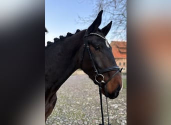 Hannoveriano, Caballo castrado, 3 años, 173 cm, Castaño oscuro