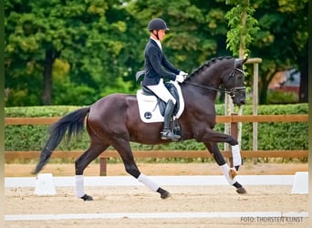 Hannoveriano, Caballo castrado, 3 años, 173 cm, Negro