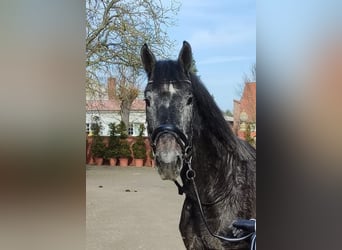 Hannoveriano, Caballo castrado, 3 años, 173 cm, Tordo rodado