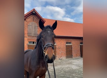 Hannoveriano, Caballo castrado, 3 años, 174 cm, Castaño