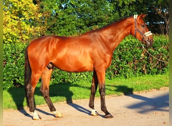 Hannoveriano, Caballo castrado, 3 años, 174 cm, Castaño