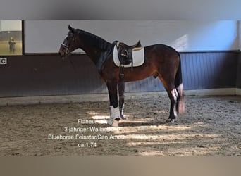 Hannoveriano, Caballo castrado, 3 años, 174 cm, Castaño oscuro